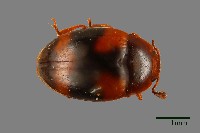 藏品(花甲)的圖片