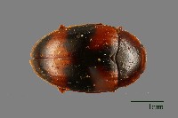 藏品(花甲)的圖片