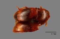 藏品(花甲)的圖片