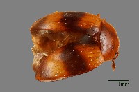 藏品(花甲)的圖片