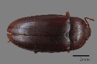 藏品(大蕈蟲)的圖片