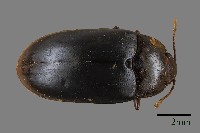 藏品(大蕈蟲)的圖片