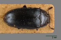 藏品(大蕈蟲)的圖片