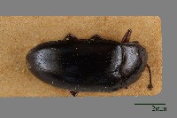 藏品(大蕈蟲)的圖片