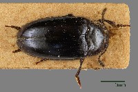 藏品(大蕈蟲)的圖片