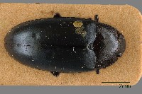 藏品(大蕈蟲)的圖片