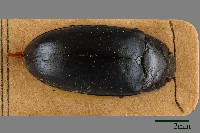 藏品(大蕈蟲)的圖片