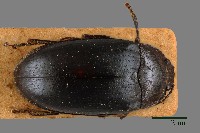 藏品(大蕈蟲)的圖片