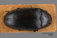 藏品(大蕈蟲)的圖片