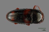 藏品(大蕈蟲)的圖片