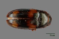 藏品(大蕈蟲)的圖片