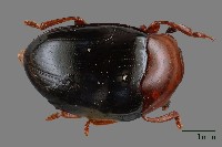 藏品(大蕈蟲)的圖片