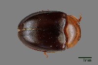 藏品(大蕈蟲)的圖片