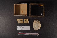 藏品(紅樹林紫雲蛤)的圖片