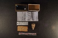 藏品(大理石芋螺)的圖片