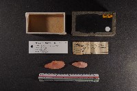 藏品(舌形小王蛤)的圖片