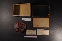 藏品(白碟海扇蛤)的圖片