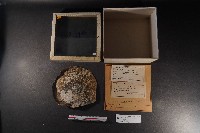藏品(黑蝶真珠蛤)的圖片