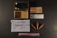 藏品(煙管螺)的圖片