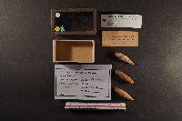 藏品(煙管螺)的圖片