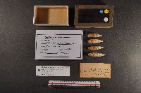 藏品(煙管螺)的圖片