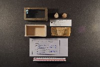 藏品(白齒岩螺)的圖片