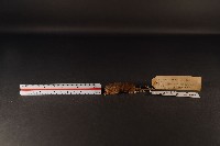 藏品(巢鼠)的圖片