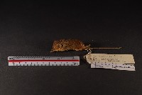 藏品(巢鼠)的圖片