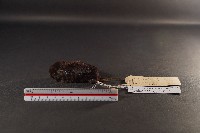 藏品(臺灣黑絨腹鼠)的圖片