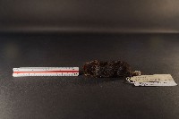 藏品(臺灣黑絨腹鼠)的圖片