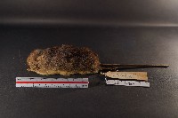 藏品(高山白腹鼠)的圖片