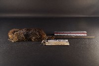 藏品(高山白腹鼠)的圖片