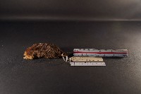 藏品(臺灣鼴鼠)的圖片