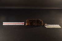 藏品(臺灣鼴鼠)的圖片