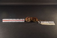 藏品(月鼠)的圖片