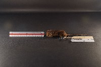 藏品(小家鼠)的圖片