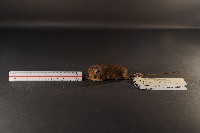 藏品(小家鼠)的圖片