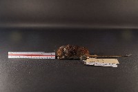 藏品(臺灣森鼠)的圖片