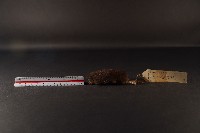 藏品(日本鼩鼴)的圖片