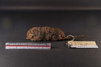 藏品(臭鼩)的圖片