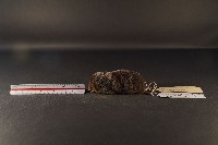 藏品(山階氏鼩鼱)的圖片