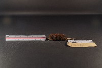 藏品(臺灣煙尖鼠)的圖片