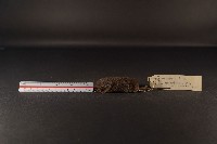 藏品(花東麝鼩)的圖片