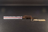 藏品(花東麝鼩)的圖片