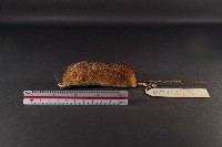 藏品(林姬鼠)的圖片
