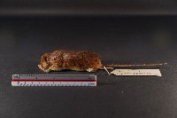 藏品(林姬鼠)的圖片