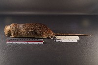 藏品(小黃腹鼠)的圖片