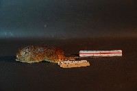 藏品(小黃腹鼠)的圖片