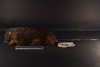 藏品(鬼鼠)的圖片