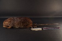 藏品(鬼鼠)的圖片